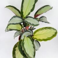 Top view of Calathea picturata Argentea showing silver leaves with dark green edges