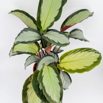 Top view of Calathea picturata Argentea showing silver leaves with dark green edges