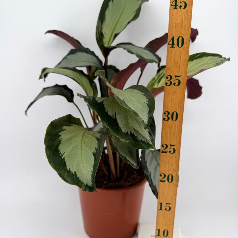 Calathea Picturata Argentea Houseplant Calathea picturata Argentea silver variegated houseplant with height ruler