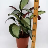 Calathea picturata Argentea silver variegated houseplant with height ruler
