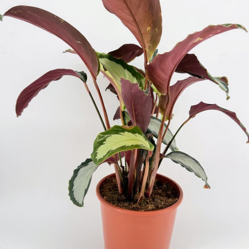 Calathea Picturata Argentea Houseplant Back view of Calathea picturata Argentea showing burgundy leaf undersides and upright stems