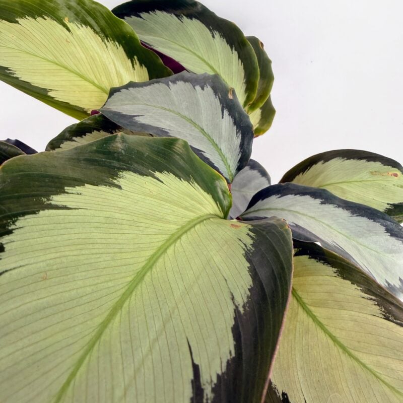 Calathea Picturata Argentea Houseplant Close up of Calathea picturata Argentea leaves with pale silver centres and dark green margins