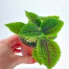 Pilea Alumni Moon Valley