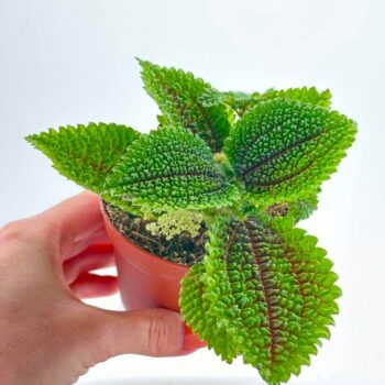 Pilea Alumni Moon Valley