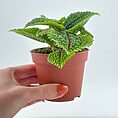 Pilea Alumni Moon Valley