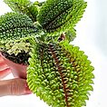 Pilea Alumni Moon Valley