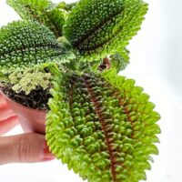 Pilea Alumni Moon Valley