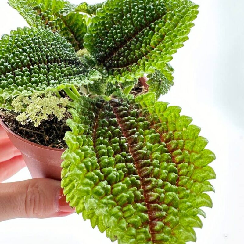 Pilea Alumni Moon Valley Pilea Alumni Moon Valley