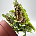 Pilea Alumni Moon Valley