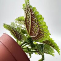 Pilea Alumni Moon Valley