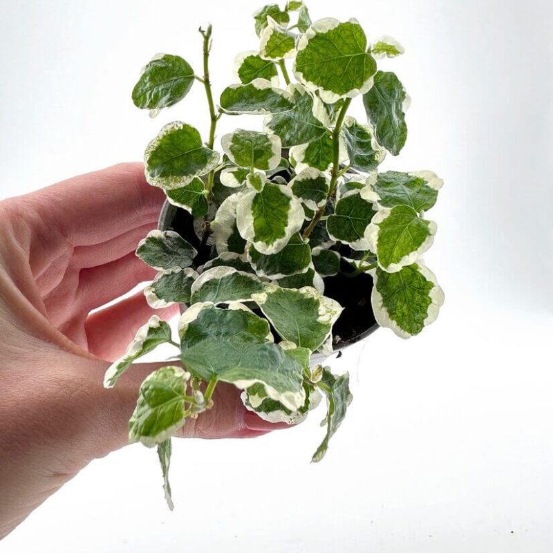 Ficus Pumila White Sunny Ficus Pumila White Sunny