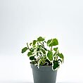 Ficus Pumila White Sunny