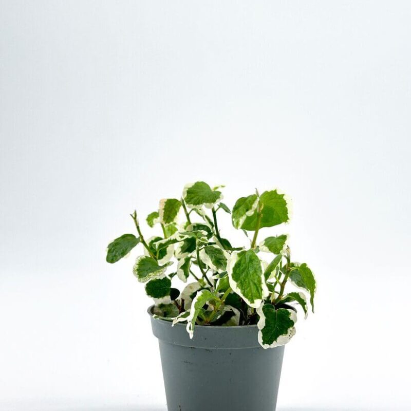 Ficus Pumila White Sunny Ficus Pumila White Sunny