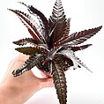 Pilea Hitchcockii Black Houseplant