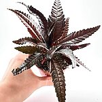 Pilea Hitchcockii Black Houseplant