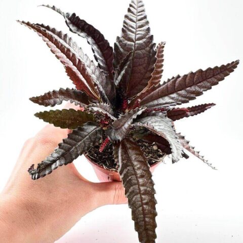 Pilea Hitchcockii Black Houseplant