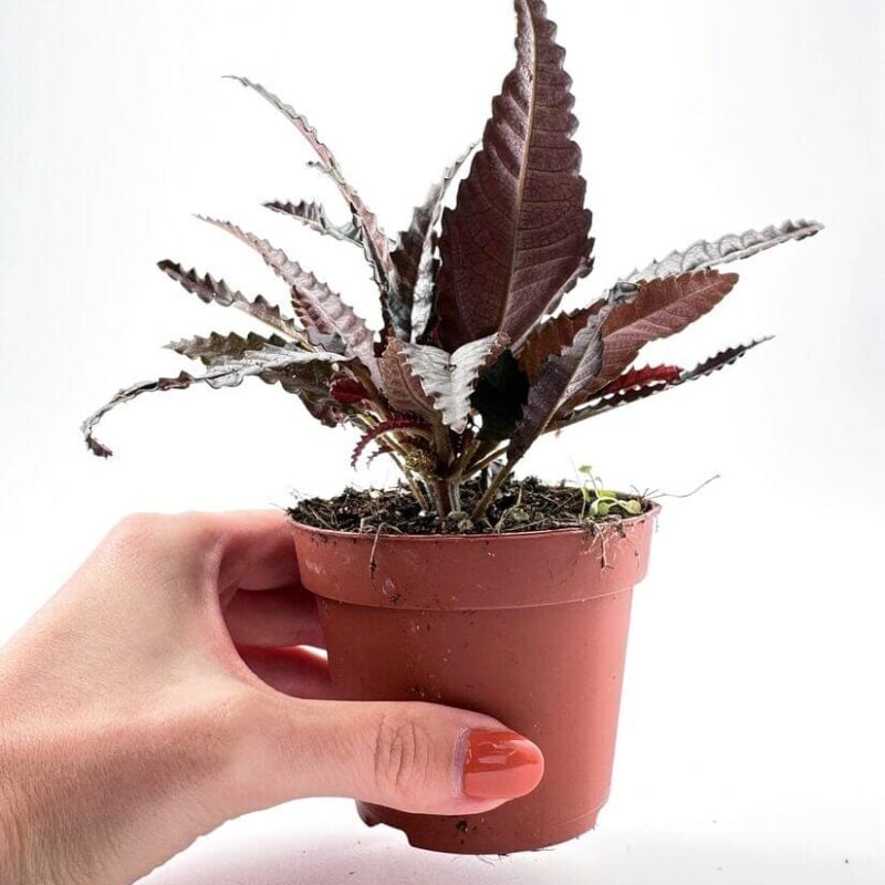 Pilea Hitchcockii Black Houseplant Pilea Hitchcockii Black Houseplant