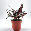 Pilea Hitchcockii Black Houseplant