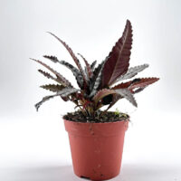 Pilea Hitchcockii Black Houseplant