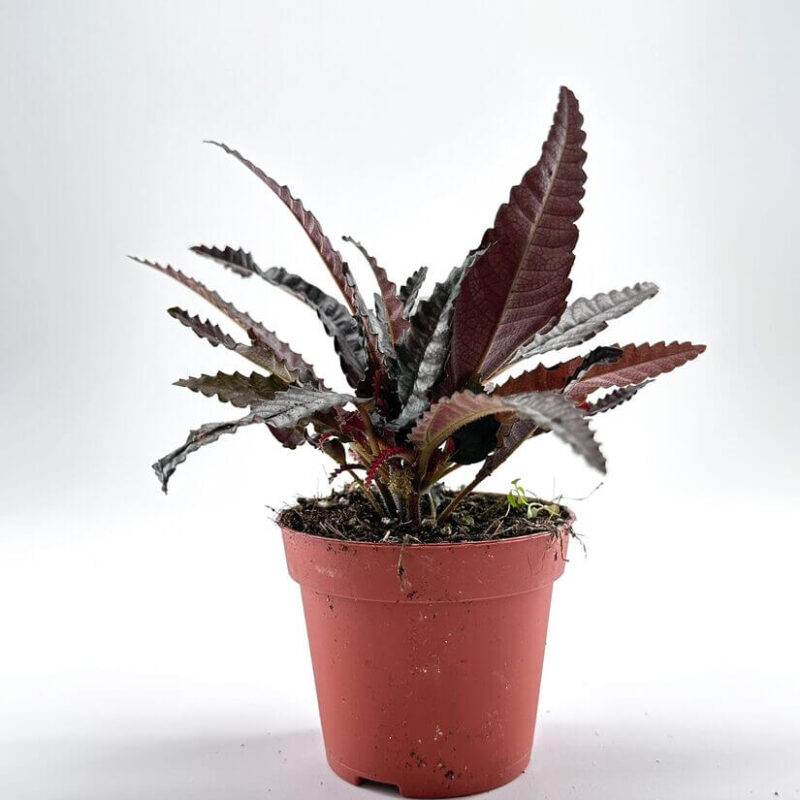 Pilea Hitchcockii Black Houseplant Pilea Hitchcockii Black Houseplant