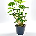 Syngonium Pixie Arrowhead Vine Plant