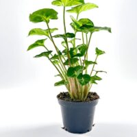 Syngonium Pixie Arrowhead Vine Plant