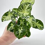 Syngonium Pixie Arrowhead Vine Plant