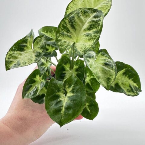 Syngonium Pixie Arrowhead Vine Plant