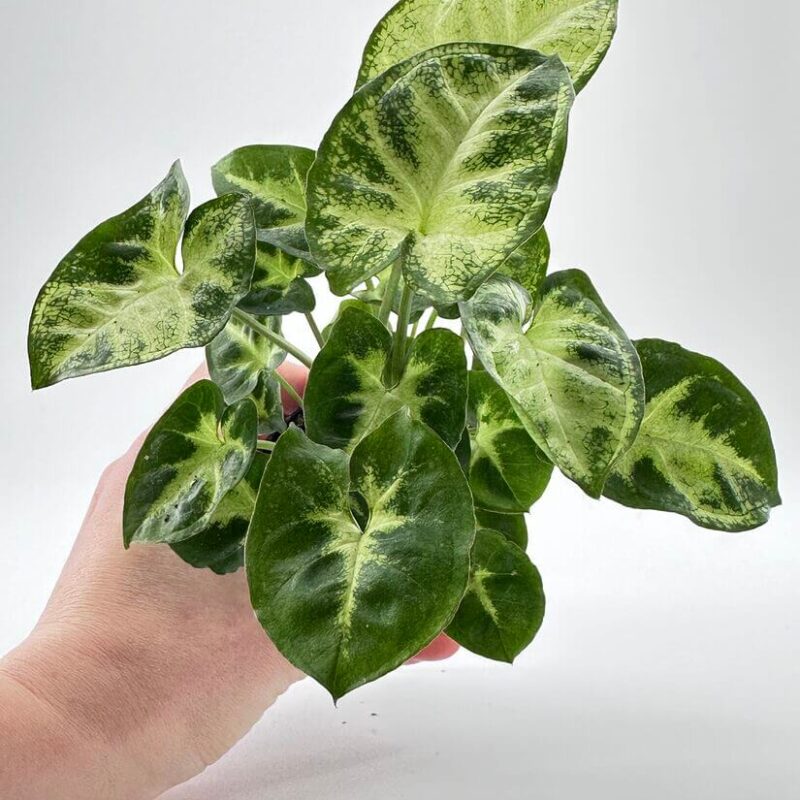 Syngonium Pixie Arrowhead Vine Plant