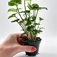 Syngonium Pixie Arrowhead Vine Plant