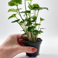 Syngonium Pixie Arrowhead Vine Plant