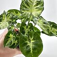 Syngonium Pixie Arrowhead Vine Plant