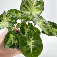 Syngonium Pixie Arrowhead Vine Plant
