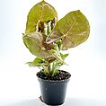 Syngonium Pink Butterfly Arrowhead Vine Plant