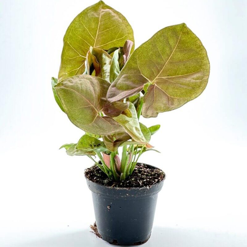 Syngonium Pink Butterfly Arrowhead Vine Plant Syngonium Pink Butterfly Arrowhead Vine Plant