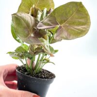 Syngonium Pink Butterfly Arrowhead Vine Plant