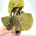 Syngonium Pink Butterfly Arrowhead Vine Plant
