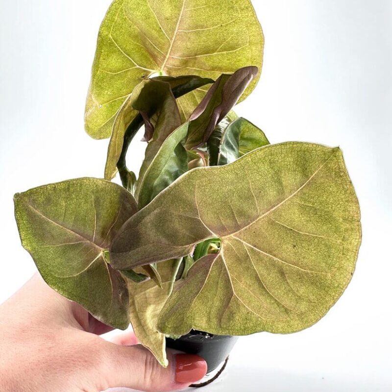 Syngonium Pink Butterfly Arrowhead Vine Plant Syngonium Pink Butterfly Arrowhead Vine Plant