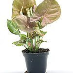 Syngonium Pink Butterfly Arrowhead Vine Plant