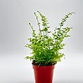 Boston Fern Nephrolepis Exaltata Green Fantasy