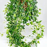 Hedera Helix Wilco English Ivy 19cm pot