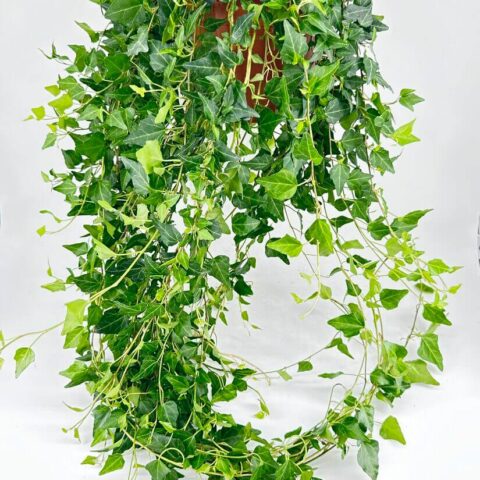 Hedera Helix Wilco English Ivy 19cm pot