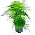 Asparagus Setaceus Plumosus Fern