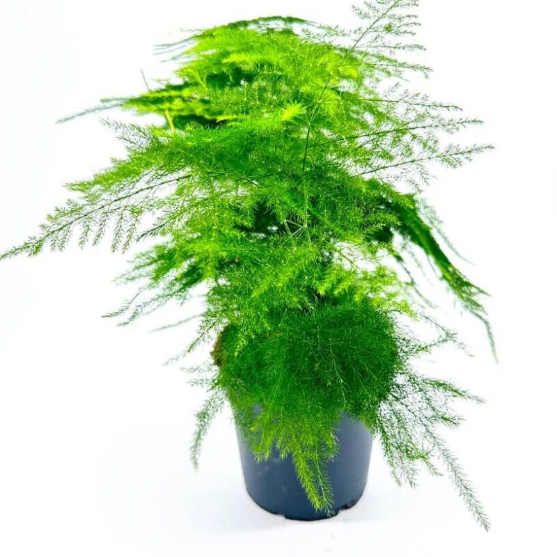 Asparagus Setaceus Plumosus Fern Asparagus Setaceus Plumosus Fern