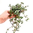 Pilea Glaucophylla Greyzy Silver Sparkles