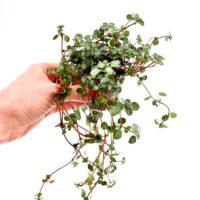 Pilea Glaucophylla Greyzy Silver Sparkles