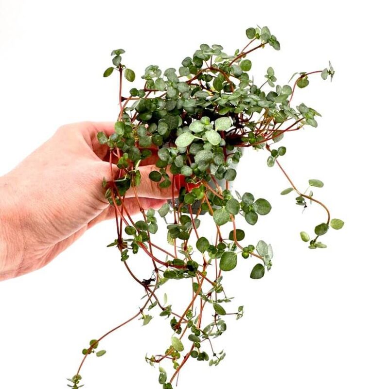 Pilea Glaucophylla Greyzy Silver Sparkles Pilea Glaucophylla Greyzy Silver Sparkles