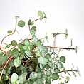 Pilea Glaucophylla Greyzy Silver Sparkles