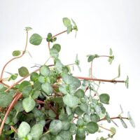 Pilea Glaucophylla Greyzy Silver Sparkles