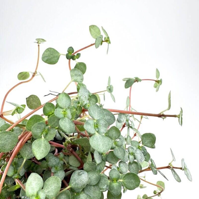 Pilea Glaucophylla Greyzy Silver Sparkles Pilea Glaucophylla Greyzy Silver Sparkles